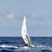 whale_humpback_v_00518_dom2566.jpg